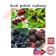 (GG real plant) anak pokok mulberry  cepat berbuah hybrid premium top quality kebun fruits sedap manis buah garden
