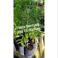 Ginger Bentong Tree (Herb)