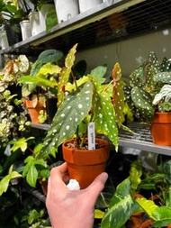 Begonia maculata 波點秋海棠盆栽 家居植物 indoor plant