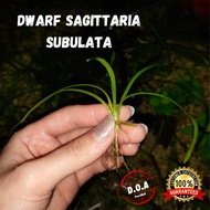 [LOCAL SELLER] Dwarf Sagittaria Subulata(Aquascape/Aquarium/Shrimp/Fish/Vivarium/Plant)