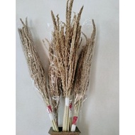 Dried Flowers Jagung | Bunga Jagung Kering Natural | Daun Kering