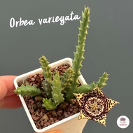 เก๋งจีน ดอกปลาดาว Orbea variegata แคคตัส กระบองเพชร cactus&amp;succulent