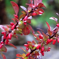 Egrow 60 Pcs/Pack Maple Leaf Barberry Seeds Atropurpurea Bonsai for Home Garden Plant