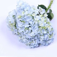 Fresh Hydrangea Flower - Fresh Flowers Arrangement Online Flower Delivery Flower Decoration