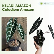 Tanaman Hias Keladi Amazon - Caladium Amazon