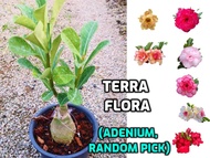 (AA 1) (RANDOM PICK) SELECTED COLOR ADENIUM THAILAND REAL LIVE PLANT WITH TAG WITHOUT SOIL &amp; POT, BUNGA KEMBOJA POKOK HIDUP 富贵花