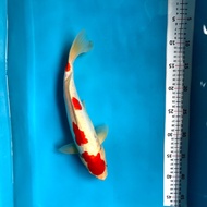 KOI BLITAR KOHAKU DOITSU 35cm ~unchek~