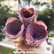 Succulent Rose &amp; Lithops plant (ready stock) 山地玫瑰/生石花专卖店/ Greenovia/ Mountain Rose / Haworthia Plant/Lithops
