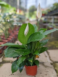 Peace Lily - Beautiful Fuss-Free White Flower Plant