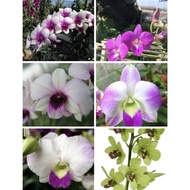 Paket 6 Seedling Anggrek Dendrobium--Bunga Hidup-Anggrek (Tanaman