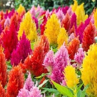 Celosia Plumosa Seed เมล็ดพันธุ์ สร้อยไก่ สร้อยไก่ คละสี ถูกที่สุด เมล็ดพันธุ์ดอกสร้อยไก่ 200 เมล็ด 