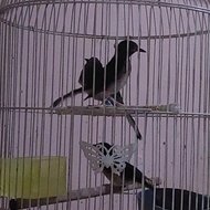 anakan murai batu medan