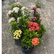 Ixora Daun kecil Merah pink kuning orange putih / Dekorasi Bunga / Outdoor Plant