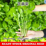 Benih Rocket / Rocket (Arugula) Seeds / 芝麻菜种子