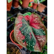 Keladi Cat Tumpah/Caladium