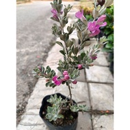 pokok texas sage outdoor plant