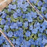 美國藍花包裝紙 A4 設計紙 (dami) 禮物