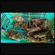 Lobster Laut Hidup 1Kg Isi 5-6Ekor Telaris