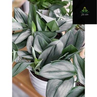 TANAMAN HIAS SCINDAPSUS TREUBII MOONLIGHT - SCINDAPSUS SUSU