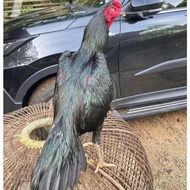 telur ayam Bangkok ekor lidi