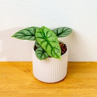 銀龍觀音蓮 莫蘭迪色系直紋陶盆 室內植物 觀葉植物 禮物 盆栽