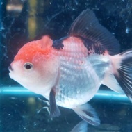 Ikan hias mas koki Oranda 3 Color