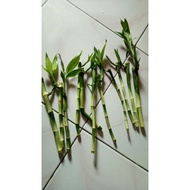 Bambu hoki Sri Rejeki batang berakar 15cm semi air darat aquatic akuarium paludarium