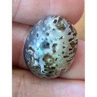 Fossil Nibong Tua Motif Multicolour Tua (Rm75)