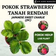 Pokok Strawberry JSC Tanah Rendah (Japanese Sweet Charlie)