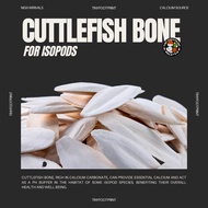[size 11-22 cm] Cuttlefish Bone for Isopods / Tulang sotong  / Cuttlefish Bone For Bird, Parrot 🦴