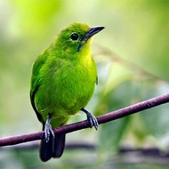 burung cucak ijo betina siapan pilihan