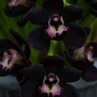 Tanaman Hias Anggrek Dendrobium Black Papua - Anggrek Hitam Dendro
