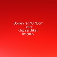 arwana golden red 33-35cm chip sertifikasi lengkap