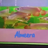 Baru Arwana Arowana Super Red Blood &amp; Chili Red