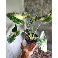 Caladium Sente Varigata /Keladi sente Varigata / Tanaman Hias