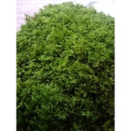 Moss weeping clump Moss aquascape tanaman aquascape clump 10x15cm