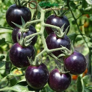 Taiwanese black cherry tomato seeds - Dwarf black pearl tomato - h2t farm