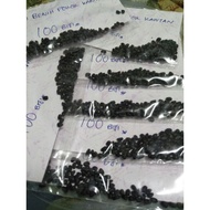 [Shop Malaysia] pokok kantan seeds