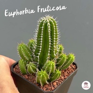 ยูโฟเบีย Euphorbia Fruticosa #กอ 3 นิ้ว แคคตัส กระบองเพชร cactus&amp;succulent