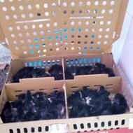 DOC Anakan Ayam Kampung Joper Double Vaksin 1 Box 100 Ekor - Full