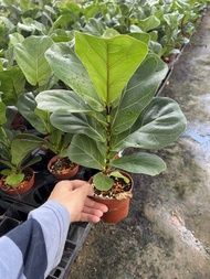 Berjaya Plant Nursery - Ficus Lyrata Bambino/Fiddle Fig(Pokok Ketapang Hidup/Pokok Hiasan Dalam Rumah/Real Live Indoor Plant)