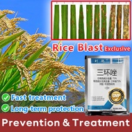 🌱RICE always Healthy 🍃Fungicide for rice Fungicide for plants Fungicide for vegetables score fungici