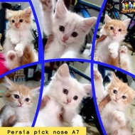 kucing persia picknose kitten persia siap adopsi