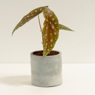 白冰秋海棠│泥作系列│福所栽