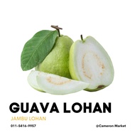 [ PALING MURAH ] GUAVA LOHAN JAMBU LOHAN