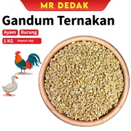 [REPACK][1KG] Biji Gandum Ternakan Makanan Haiwan Ayam/Burung/Hamster/Gandum Ayam/Gandum/Gandum Biji