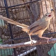 burung ciblek gunung jantan
