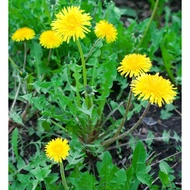 Dandelion FLOWER SEEDS 100 SEEDS