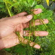 10cm+ Narrowleaf Anacharis (Egeria Najas) for Fish Aquarium, Pond, and Lake.