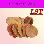 25pcs DAUN KETAPANG untuk Ikan Laga Guppy Lobster Akuarium Kolam Kanvas Air Tawar Terminalia Cattapa Indian Almond Leave